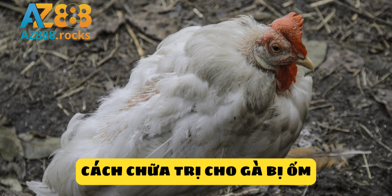 Cách chữa trị cho gà bị ốm