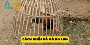 cách nuôi gà đá bo lớn