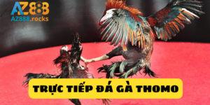 đá gà trực tiếp thomo