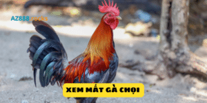 Xem mắt gà chọi