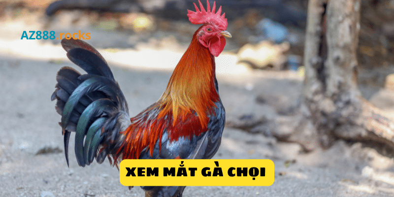 Xem mắt gà chọi